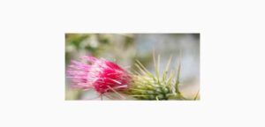 flutter video player