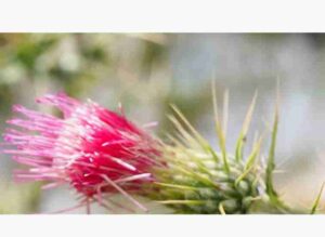 flutter video player aspect ratio