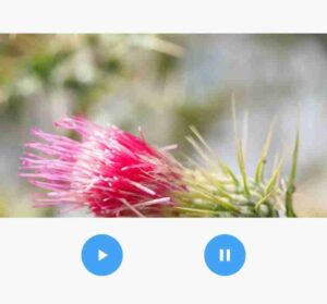 flutter video player buttons