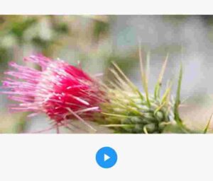play video in flutter app