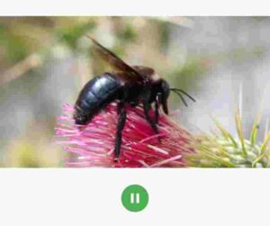 pause video in flutter app