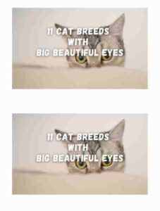 flutter list view builder showing a list of images
