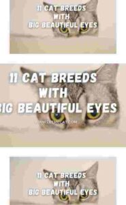 flutter list view builder showing a list of images in which one item is pinch zoomed